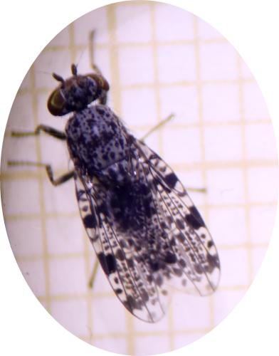 Callopistromyia annulipes
